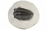 Bug-Eyed Coltraneia Trilobite Fossil - Excellent Specimen #195781-3